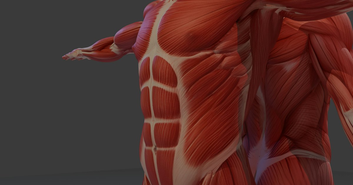 Citrulline Malate and the Liver and Kidneys: Is It Safe
